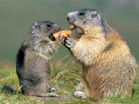 为什么称土拨鼠是“睡鼠”？