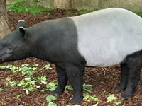 貘是“胆小鬼吗”？