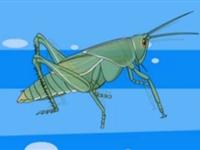 第102讲  为什么昆虫会蜕皮 