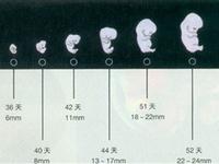 新生命是怎么开始的？