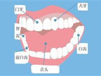 牙齿是怎样”分工“的？