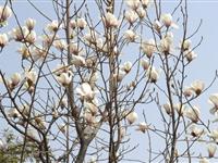 为什么玉兰树是先开花后长叶?