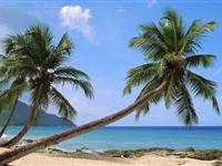 为什么椰子树大多生长在海边?