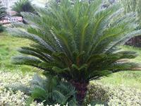 为什么要在铁树上钉铁钉