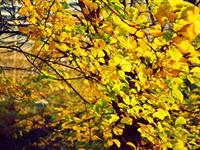 为什么秋天树叶会变成黄色？