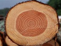 为什么树会有年轮？