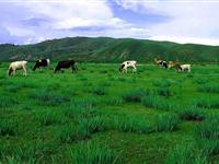 为什么草原上很少见到树木？