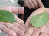 为什么植物的叶子正反面颜色不一样？