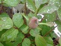 为什么植物会“出汗”？