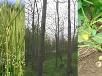 为什么植物有不同的茎？