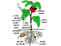 为什么植物也会呼吸？