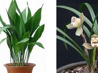 为什么植物只向上生长？