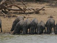 为什么野猪的鼻子那么长？