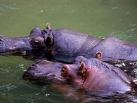 为什么河马喜欢泡在水里？