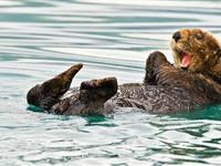 海獭怎样打开带壳食物？