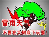 为什么雷雨时不能站在大树下？
