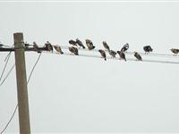 为什么小鸟不会被电线电着？