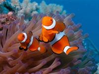 为什么海葵不伤害小丑鱼？