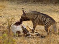 为什么鬣狗被称为“草原清道夫”？