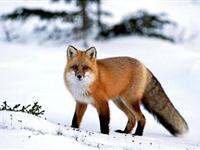 为什么赤狐能报警?