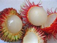 有臭味的开花植物