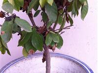 植物也会“身体不适”