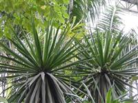 地球上最长寿的植物——龙血树