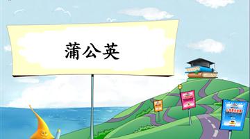 《蒲公英-1》教学PPT