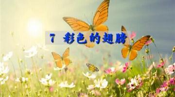 《彩色的翅膀》课文朗读动漫