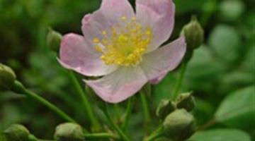 7《我不是最弱小的》教学PPT