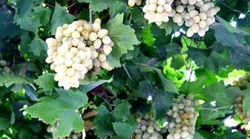 10《葡萄沟》教学PPT