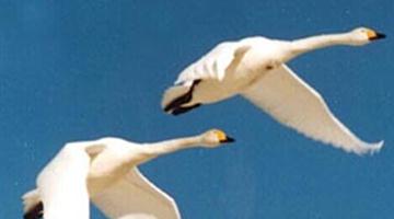 28《丑小鸭》教学PPT