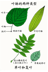 叶的组成 树叶的种类和作用有哪些 综合知识拓展