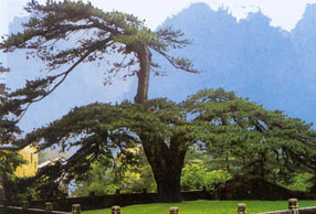 天下第一松——凤凰古松