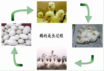 鹅的成长过程