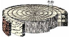 树的年轮给人们的启示