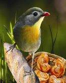 鸟类的特殊贡献