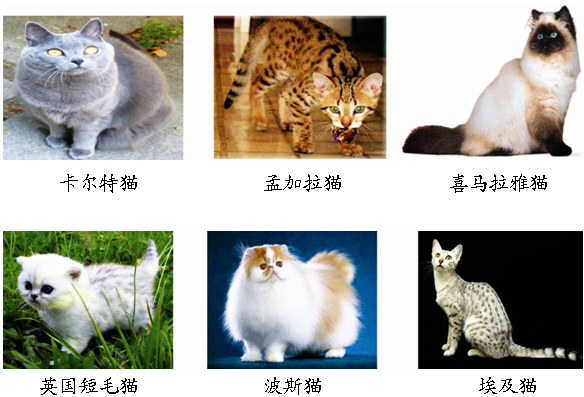 不同种类的猫