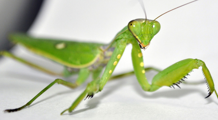 翅亚纲螳螂科,是一种中至大型昆虫,头三角形且活动自如,复眼大而明亮