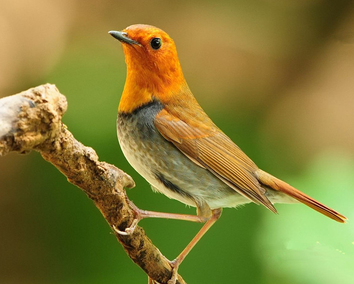 树上的黄鹂鸟 20140406080942507.jpg